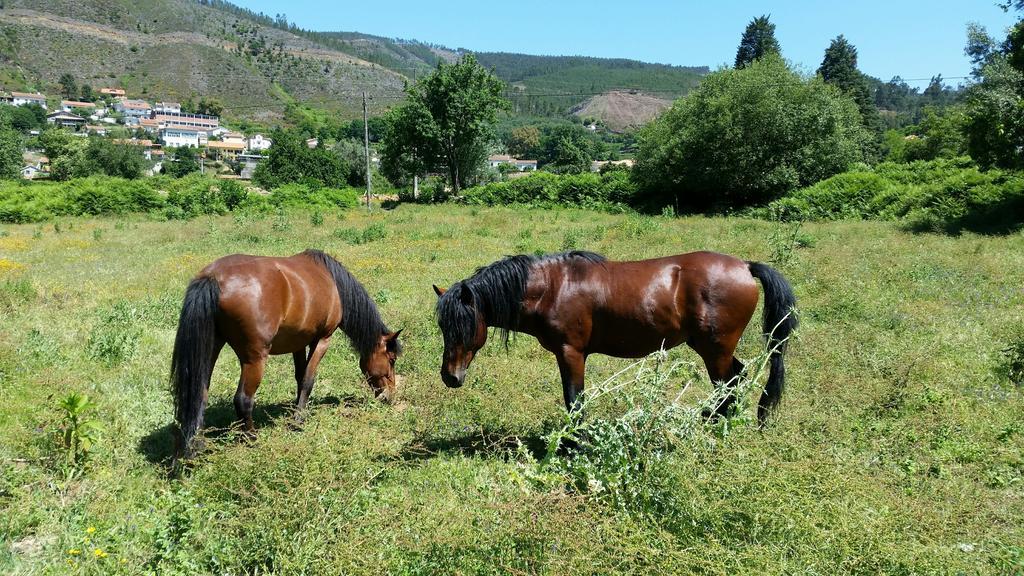 Alvoco das Várzeas Casa De Baixo - Nature Hotel חדר תמונה